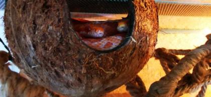 Terrarium junge Kornattern mit Innenausstattung
