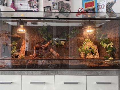 2 Kornnattern Hochwertiges Terrarium zu verkaufen