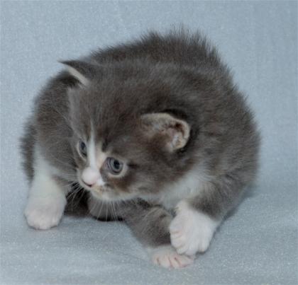 Maine Coon Babys