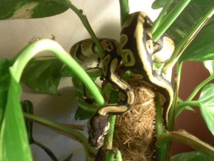 1. 1 Python Regius abzugeben