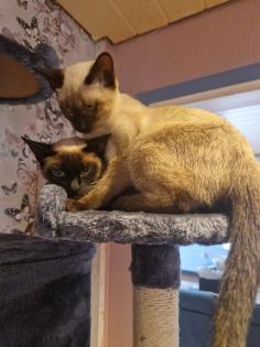 Ich möchte siam katzen ein neues zu Hause geben