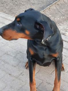 2 Dobermann Mädchen
