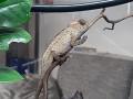 Pantherchameleons - Furcifer pardalis - Jungtiere zu verkaufen