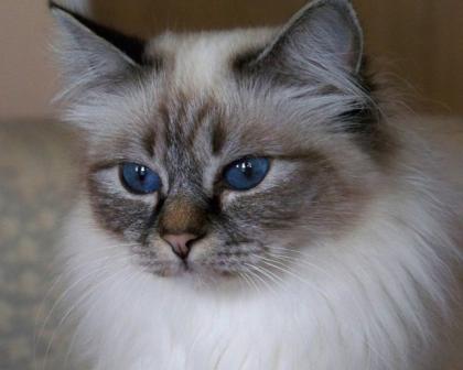 Schmusekatze für Birmaliebhaber