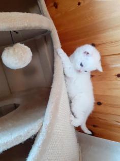 Selkirk Rex Kitten