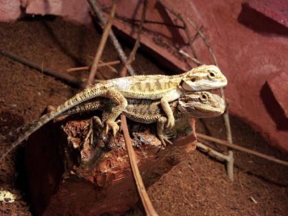 Farbige Pogona Vitticeps NZ Okt. /2011 abzugeben
