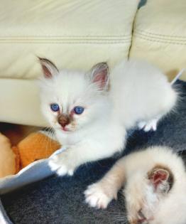 Heilige birma kitten