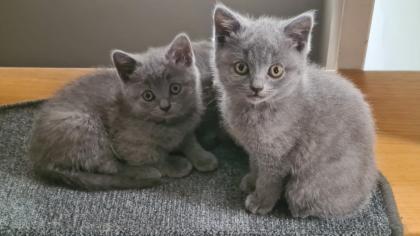 BKH reinrassige weibliche Kitten