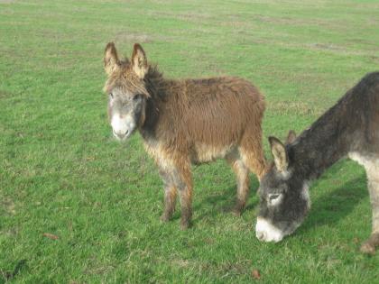 Esel Zwergesel und Grossesel
