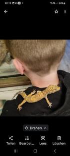 Leopardgecko in gute Hände abzugeben