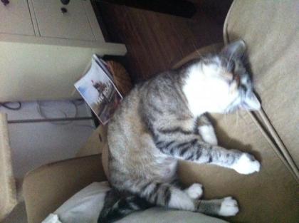 Verschmuste Hauskatze dringend abzugeben