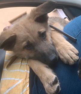 Belgischer Schäferhund Malinois Rüde