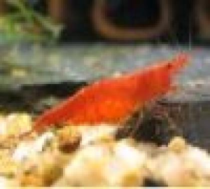 Red Fire Red Cherry Zwerggarnele