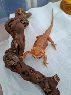 Bartagame weibchen