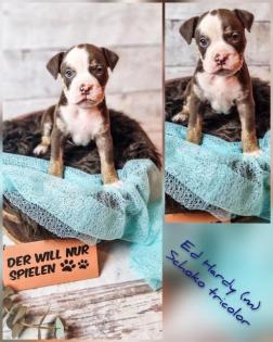 Old english bulldog Welpen OEB Bulldogge