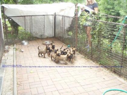 Malinois, Belgische Schäferhund
