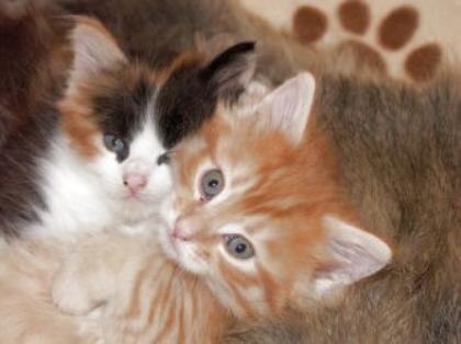 Süsse MAINE-COON-Babies,