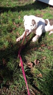 Hübsche nala sucht ein neues zu Hause