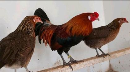 Bruteier deutsches Buschhuhn Grünleger