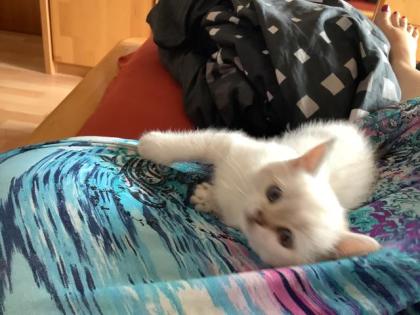 BkH Kitten
