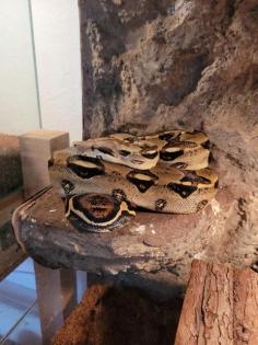 2 Kaiserboa