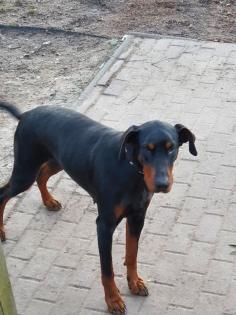 2 Dobermann Mädchen