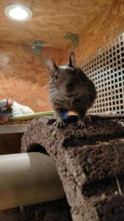 3 liebe Degu Männchen abzugeben