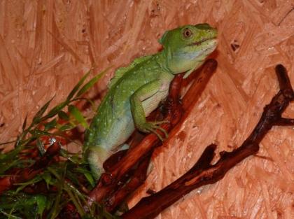 1, 0 Stirnlappenbasilisk Basiliscus plumifrons, 09