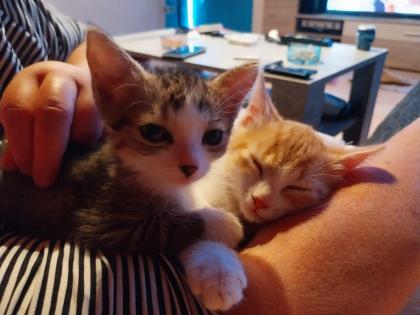 EKH Jungkatzen Ich suche ein liebevolles Zuhause für meine zwei super süßen, verschmusten Katzen