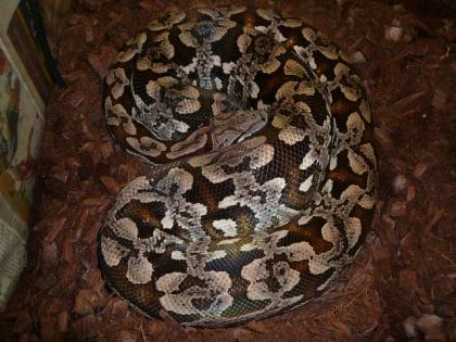 Acrantophis dumerili südliche Madagaskarboa aus eigener Nachzucht abzugeben