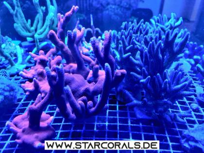 Korallen eigene Nachzucht, SPS, LPS zu verkaufen