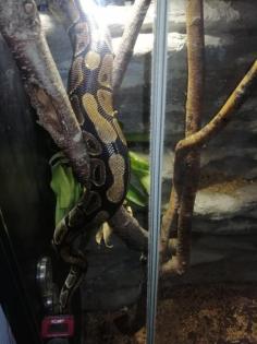 3 konigspyton und xl terrarium