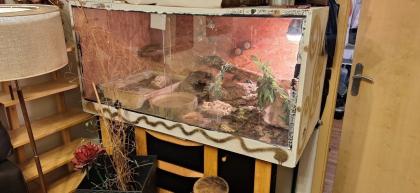 Zwei wasseragame Handzahm