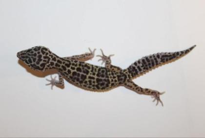 Leopardgeckos