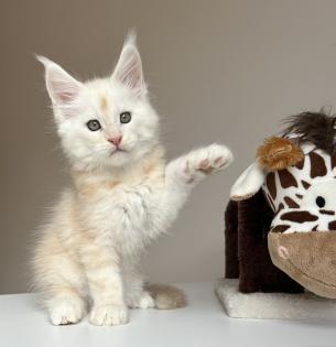 Maine Coon Boys abzugeben