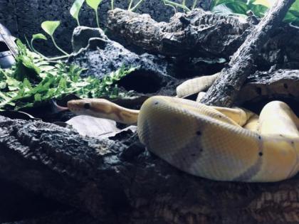 Königspython, 1. 0 Banana Het Desert Ghost