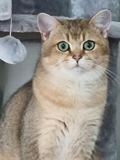 BKH DECKKATER PASCHA