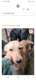 Tolle Welpen, Junghunde Hundesenioren