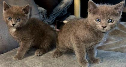 Bkh kitten abgabe bereit
