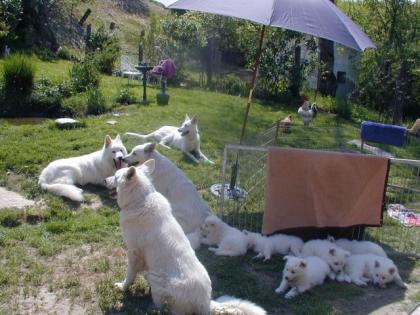 Langhaarwelpen vom Weissen Schweizer Schäferhund