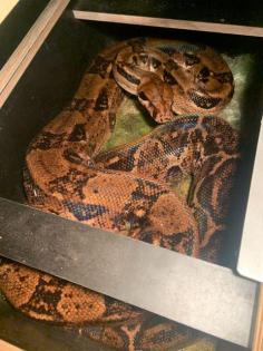 1. 1 Boa constrictor Imperator 0. 1 Boa Constrictor constrictor