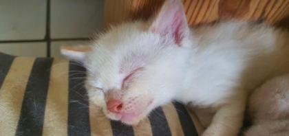 Sphynx Gummi, brush und Velours