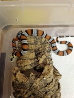 Lampropeltis alterna leonis