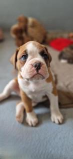 Boxer OEB Mix