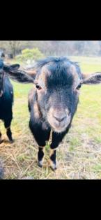 Zwergziegen Bock Hornlos Findus