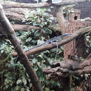Varanus macraei DNZ
