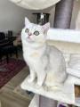 BKH Deckkater Sunshine Black Silver Shaded