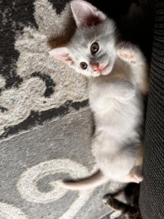 6 kleine Kitten weiß und getigert suchen ein liebevolles zu Hause