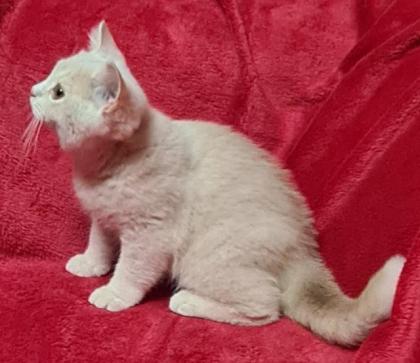 BKH Mädchen in creme und Black-Tortie