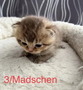 BKH mit Stammbaum.